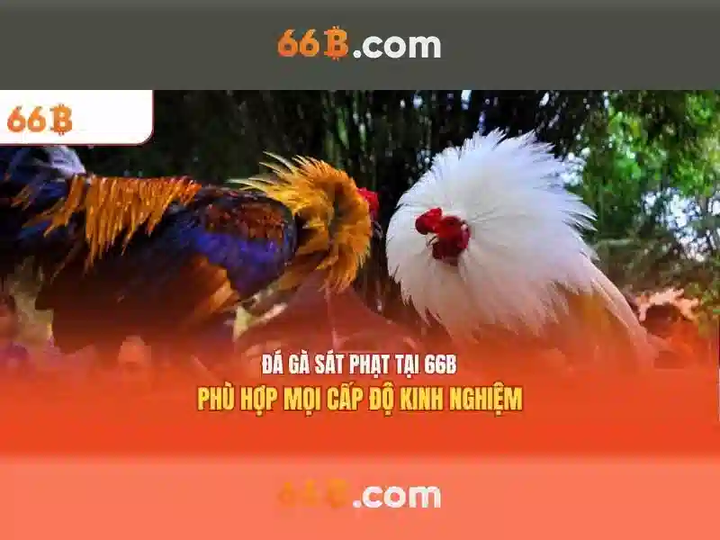 66b là gì?