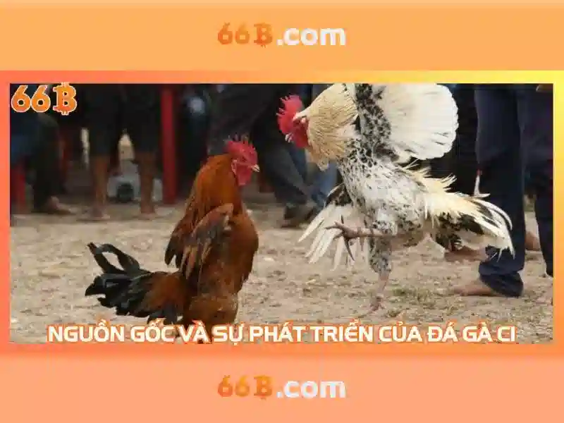 66b là gì?